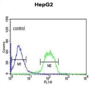 F-Box Protein 3 (FBXO3) Antibody