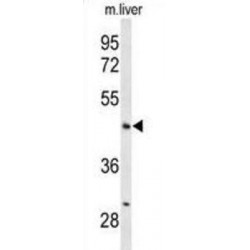 Angiopoietin-Related Protein 4 (ANGPTL4) Antibody