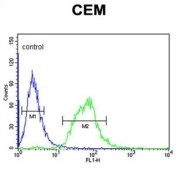 Solute Carrier Family 22 Member 6 (SLC22A6) Antibody