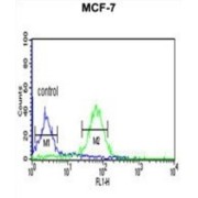 WD Repeat-Containing Protein 37 (WDR37) Antibody