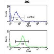 CD49f Antibody