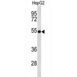EGF Containing Fibulin Extracellular Matrix Protein 2 (EFEMP2) Antibody