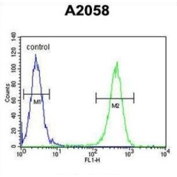 Glutamine Fructose-6-Phosphate Transaminase 2 (GFPT2) Antibody