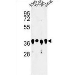 Arginine And Glutamate-Rich Protein 1 (ARGLU1) Antibody