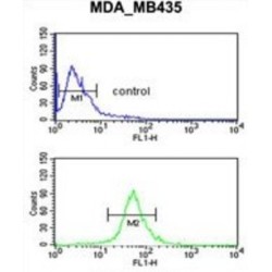 Gamma-Aminobutyric Acid Receptor Subunit Delta (gABRD) Antibody