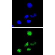 P21Cip1 Antibody