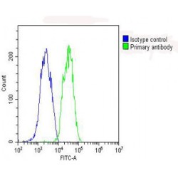 Glutathione Peroxidase 1 (GPX1) Antibody