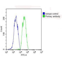 Glutathione Peroxidase 1 (GPX1) Antibody