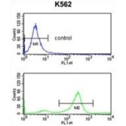 Tetraspanin 2 (TSPAN2) Antibody