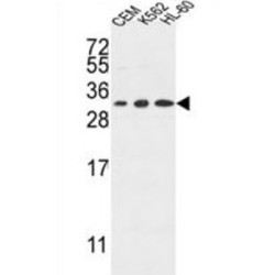 Tetraspanin 2 (TSPAN2) Antibody