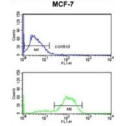 Sn1-Specific Diacylglycerol Lipase Beta (DAGLB) Antibody