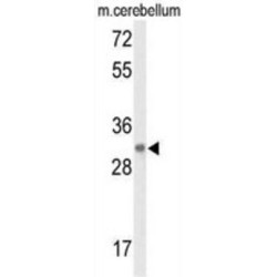 Sn1-Specific Diacylglycerol Lipase Beta (DAGLB) Antibody