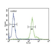 Neuronal Membrane Glycoprotein M6-A (GPM6A) Antibody