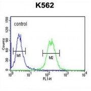 Galanin Receptor Type 1 (GALR1) Antibody