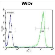 Beta-Glucuronidase (GUSB) Antibody