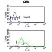 Zinc Transporter ZIP8 (S39A8) Antibody