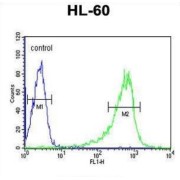 Phospholipase C Beta 1 (PLCB1) Antibody