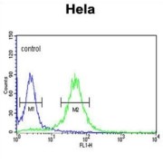 Component of Oligomeric Golgi Complex 2 (COG2) Antibody