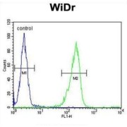 Interleukin 31 (IL31) Antibody
