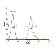 CCAAT/Enhancer Binding Protein Alpha (CEBPA) Antibody