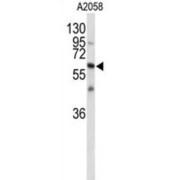 Contactin 1 (CNTN1) Antibody