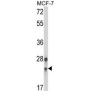 DNA Replication Complex GINS Protein PSF1 (GINS1) Antibody