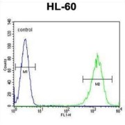 Beta-1,3-N-Acetylglucosaminyltransferase Lunatic Fringe (LFNG) Antibody