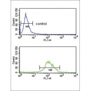 Tyrosine Aminotransferase (TAT) Antibody