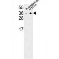 Neurexophilin-1 (NXPH1) Antibody