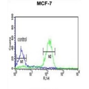 LUC7 Like 2, Pre-mRNA Splicing Factor (LUC7L2) Antibody