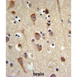 LUC7 Like 2, Pre-mRNA Splicing Factor (LUC7L2) Antibody