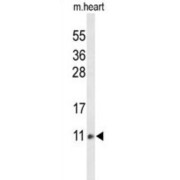 Cytochrome C Oxidase Subunit 6A2 (COX6A2) Antibody