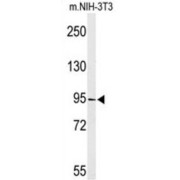 TATA-Box Binding Protein Associated Factor 3 (TAF3) Antibody