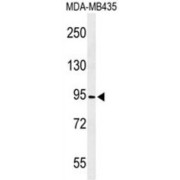 CF097 Antibody