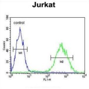 Protein Prune Homolog (PRUNE) Antibody