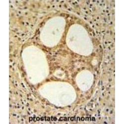 Protein Prune Homolog (PRUNE) Antibody