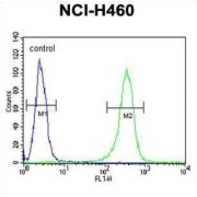 Zinc Finger Protein 473 (ZN473) Antibody