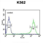 G Antigen 7 (GAGE7) Antibody