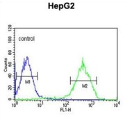 NADH Ubiquinone Oxidoreductase Subunit A10 (NDUFA10) Antibody