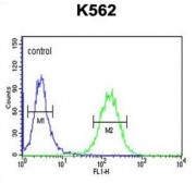 Suv3 Like RNA Helicase (SUPV3L1) Antibody
