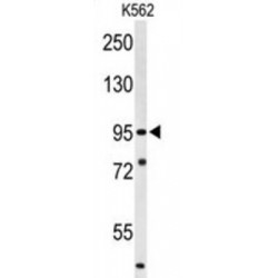 Suv3 Like RNA Helicase (SUPV3L1) Antibody