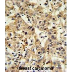 Carbonic Anhydrase 6 (CA6) Antibody