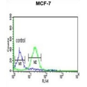 Gephyrin (GPHN) Antibody