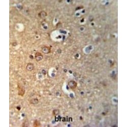 Gephyrin (GPHN) Antibody