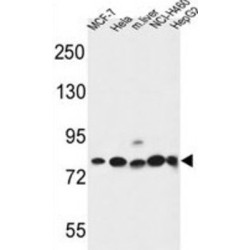 Gephyrin (GPHN) Antibody