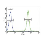 Glucose 6 Phosphate Isomerase (GPI) Antibody