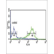 Hyaluronan And Proteoglycan Link Protein 1 (HAPLN1) Antibody