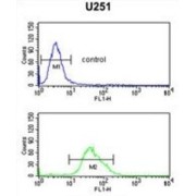 Forkhead Box Protein G1 (FOXG1) Antibody