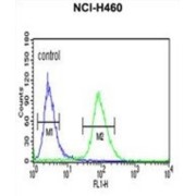 Isocitrate Dehydrogenase [NAD] Subunit Gamma, Mitochondrial (IDH3G) Antibody