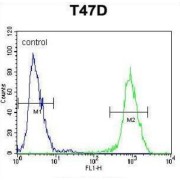 Rho GTPase-Activating Protein 19 (RHG19) Antibody